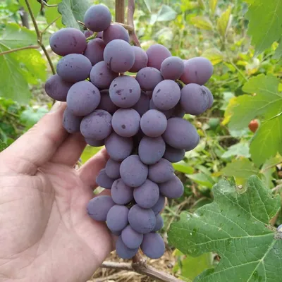 Виноград без косточек:бессемянные сорта винограда - АгроМаркет24