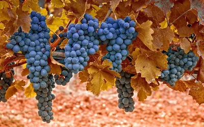 Столовый виноград – особенности агротехники: посадка и уход