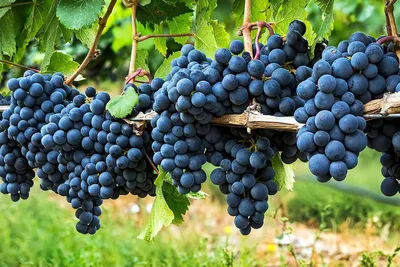 Сорта винограда в Грузии | В Грузию!