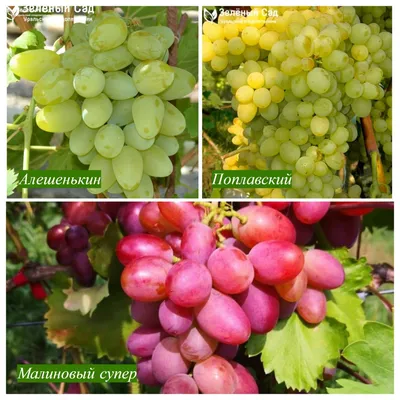 ВИНОГРАД КРАСНАЯ РОЗА: купить саженцы винограда красная роза в Одессе,  Киеве и Украине - Agro-Market