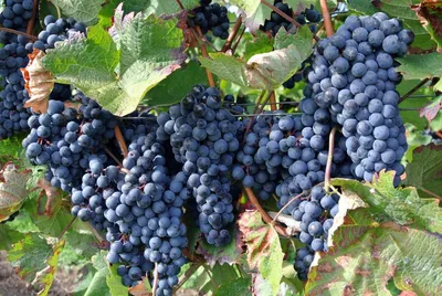 5 главных сортов кахетинского винограда - Шато Кахети
