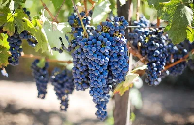 Белорусские ученые тестируют различные сорта винограда