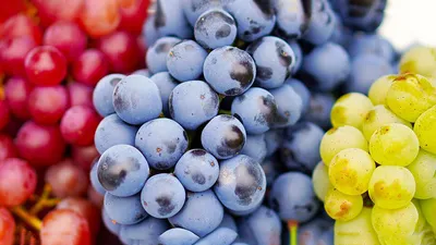 Лучшие сорта винограда: рейтинг топ-15 по версии КП