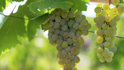 Условия выращивания винограда, основные требования