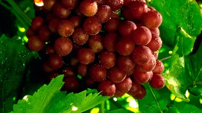Виноград: польза и вред? cколько можно есть в день. Спорт-Экспресс