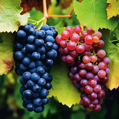 Черная пятнистость винограда (экскориоз, сухорукавность, фомопсис) |  Болезни растений | «Сингента» в России