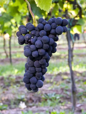 Шардоне: описание сорта винограда, характеристики