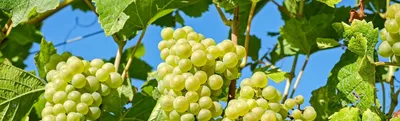 Купить Вино из винограда Пино Гриджио (Pinot Gris)