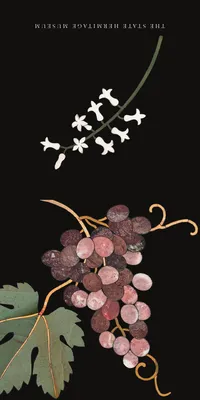Виноградное богатство: классификация сортов солнечной ягоды |  Интернет-магазин садовых растений