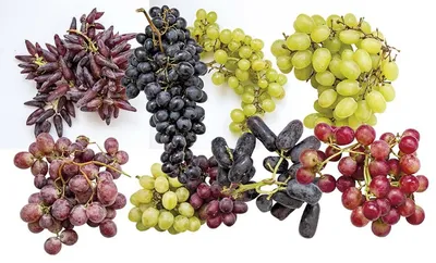 Выбираем лучший сорт винограда: чему и почему отдать предпочтение и где  меньше вредных нитратов? - Delfi RUS