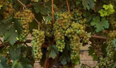 Международные сорта винограда