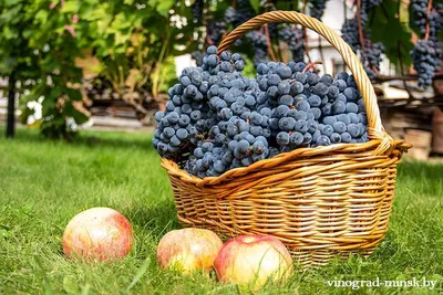 Подбираем сорта винограда для изготовления сока и вина | Самарский виноград  | Дзен