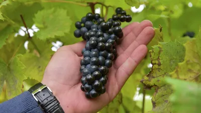Купить Вино из винограда Кокур белый (Kokur Belyi)