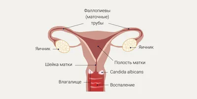 Операция по пластике влагалища – цена в СПб | Клиника Медиэстетик