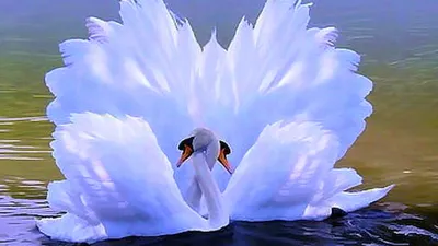 Два лебедя: любовь на всю жизнь» — создано в Шедевруме