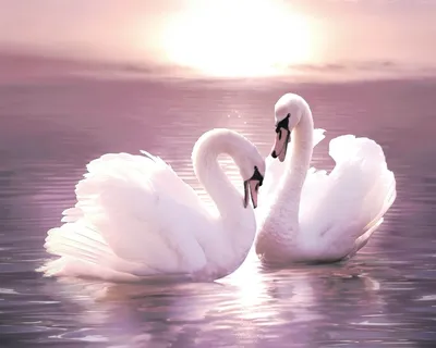 Пара влюблённых лебедей» — создано в Шедевруме