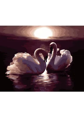 Пара влюбленных черных лебедей плыла в озере, водяная птица в городской  среде Стоковое Фото - изображение насчитывающей пер, водоплавающие:  159286334