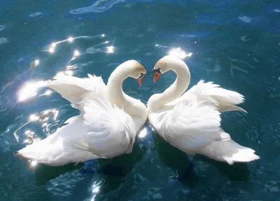 Красивая пара влюбленных лебедей, птиц, образующих форму сердца, картинки,  созданные искусственным интеллектом | Премиум Фото