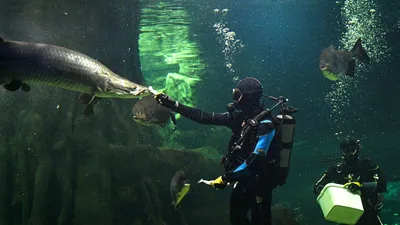 Скуба водолазов смотря на море черепаху и рыб под водой Стоковое Фото -  изображение насчитывающей индонесия, спортивный: 90120352