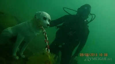 скуба водолазов под водой стоковое изображение. изображение насчитывающей  потеха - 19844951