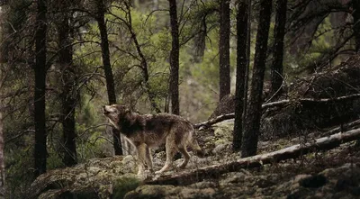 Фото волка в лесу фото