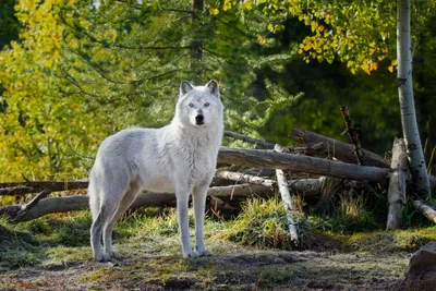Волк в лесу (72 фото) - 72 фото