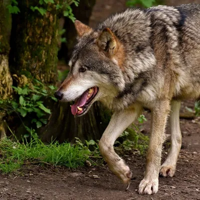 Онлайн пазл «Волк в лесу»