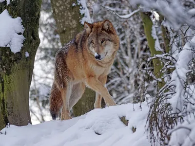 Волк в лесу (87 фото) »