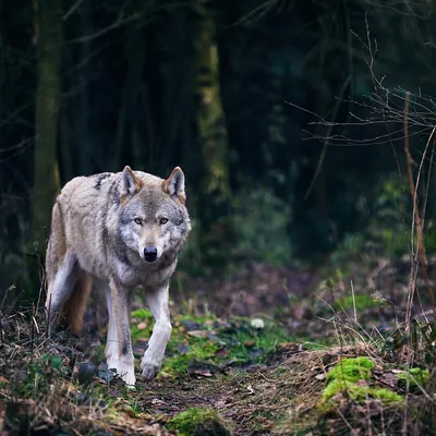 Серый волк в лесу - 72 фото
