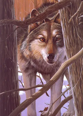 Онлайн пазл «Волки в лесу»