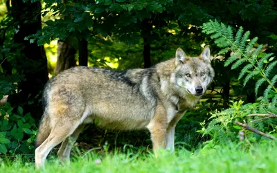 Зимой в лесу воет серого волка Стоковое Изображение - изображение  насчитывающей естественно, взорвать: 163758935