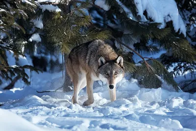 Кавказский волк — Животные Краснодарского края