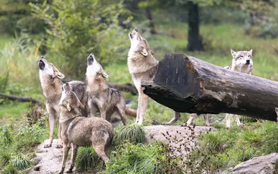 Волки – стражи сибирского леса - Сибирские богатства