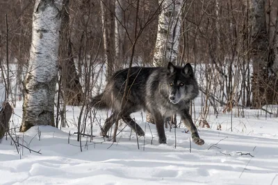 Волки загрызли лося в выксунском лесу