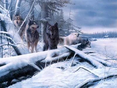 Одно прекрасное расположение волка в снегу в красивом лесу зимы Стоковое  Фото - изображение насчитывающей стоять, горизонтально: 170629670