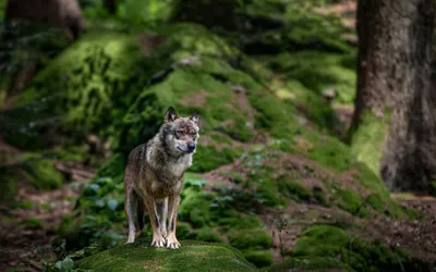 Волков в Беларуси не ценят. Но если они исчезнут, то мы можем потерять  дикие леса - Відкритий ліс