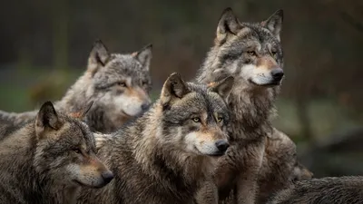 Волк в лесу» — создано в Шедевруме