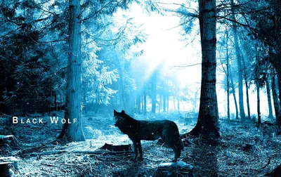 Волк в лесу летом | Премиум Фото