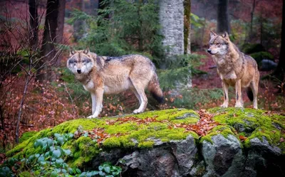 Что делать, если случайно встретили волка в лесу? Всего один совет |  Заметки о животных | Дзен