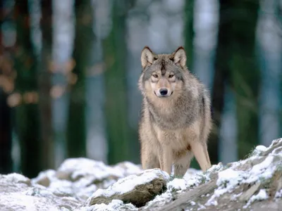 Волк в лесу» — создано в Шедевруме