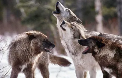 Во время прогулки по лесу в Видземе женщину с собакой преследовал волк /  Статья