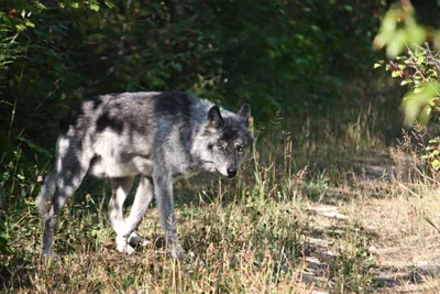 Что делать, если случайно встретили волка в лесу? Всего один совет |  Заметки о животных | Дзен