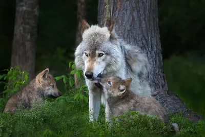 Как меняется жизнь волка весной: несколько интересных фактов о «санитаре  леса» | Пикабу
