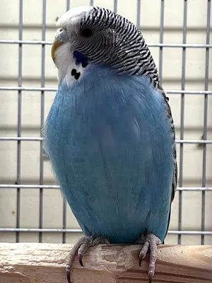 Попугай Волнистый Синий самка купить в интернет-магазине AQUA-SHOP