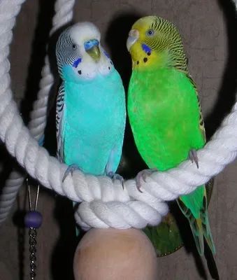 Волнистый попугай самка или самец - картинки и фото poknok.art