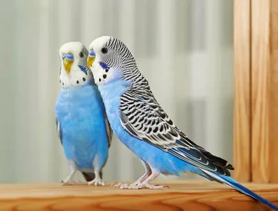 Волнистый попугай самка или самец - картинки и фото poknok.art