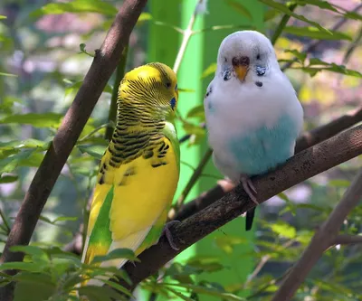 Попугай Волнистый Белый самец купить в интернет-магазине AQUA-SHOP