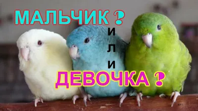 Волнистые попугаи - volnistye.ru