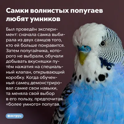 Коричневая восковица у самца волнистого попугая - Основной раздел - Форумы  Mybirds.ru - все о птицах