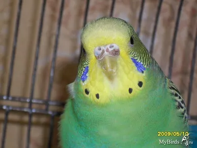 Волнистый попугай(лат. Melopsittacus  undulatus)(зеленый,синий,белый,желтый): цена, описание, продажа - Aqua-fish
